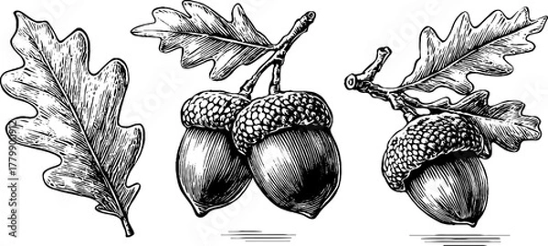 Fototapeta Vintage oak leaf and acorn cluster illustrations for retro design projects