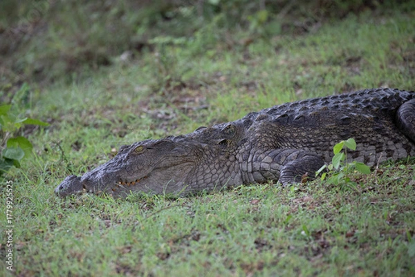 Fototapeta Close up of a mugger crocodile resting on wet grass.