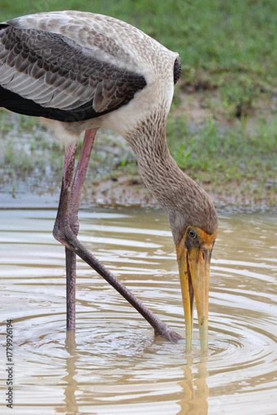 Fototapeta Portrait of a juvenile painted stork hunting prey in a muddy pool of water.