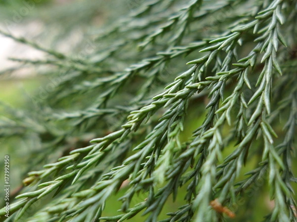 Obraz Sequoia needles