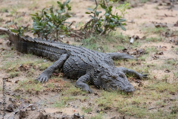 Fototapeta A mugger crocodile resting on wet grass close to a waterhole.
