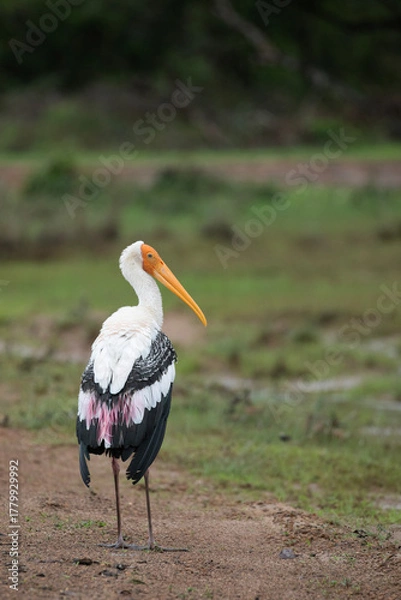 Fototapeta A painted stork walking across a dirt road inside Wilpattu national park, Sri Lanka.