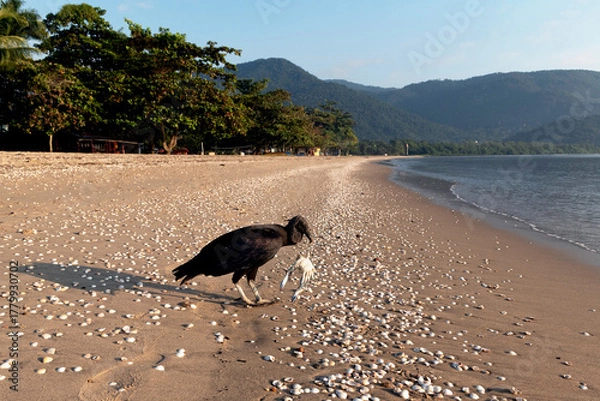 Fototapeta Urubu, American black vulture, or C. a. brasiliensis holding crab carcass on beach covered in seashells
