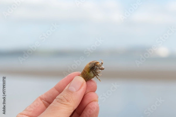 Obraz Hermit crab inside seashell