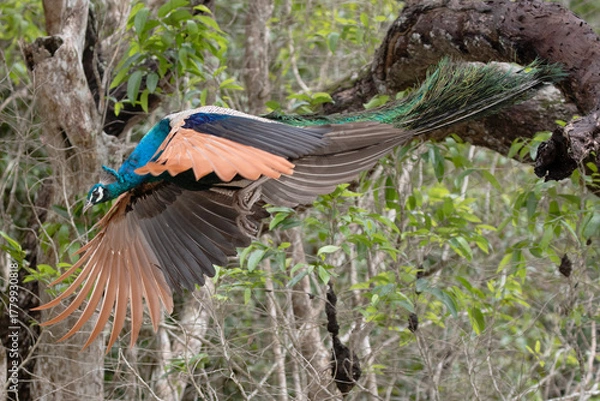 Fototapeta An Indian peafowl flies down from it's perch on the branch of a tree.