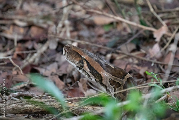 Fototapeta The head of an Indian rock python emerges above the undergrowth of dry leaves.