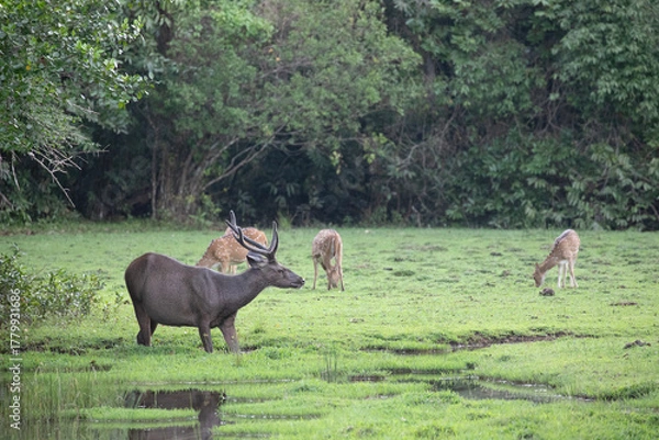 Fototapeta A nature scene at Wilpattu national park showing samba and spotted deer feeding on lush green grass near an overflowing waterhole.