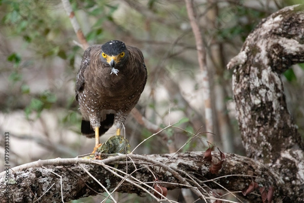Fototapeta A serpent eagle standing on a branch and feeding on a lizard.