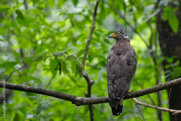 Fototapeta A serpent eagle watchfully gazing from the branch of a tree.