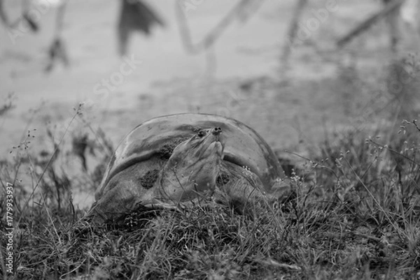Fototapeta Portrait close up image of a flapshell turtle emerging from a lake onto shore.
