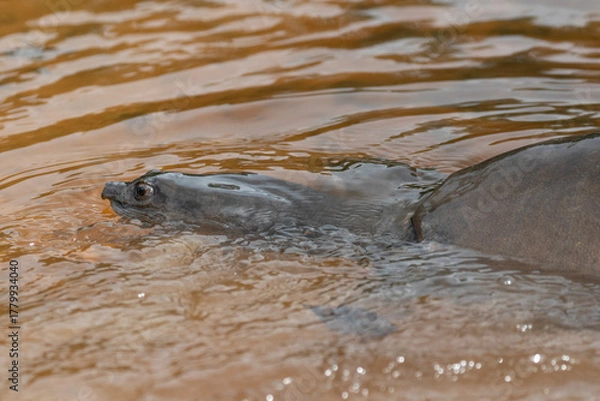 Fototapeta A Sri Lankan flapshell turtle partially submerged in the shallow muddy waters of a lake.