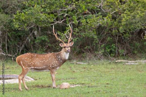 Fototapeta A spotted deer stag with impressive antlers in the jungles of Wilpattu, Sri Lanka. 
