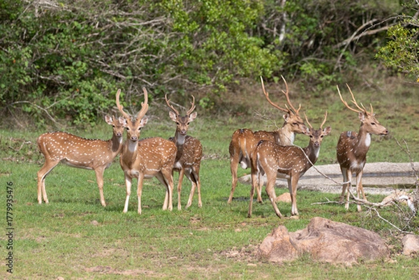 Fototapeta A herd of spotted deer cautiously approach a waterhole.