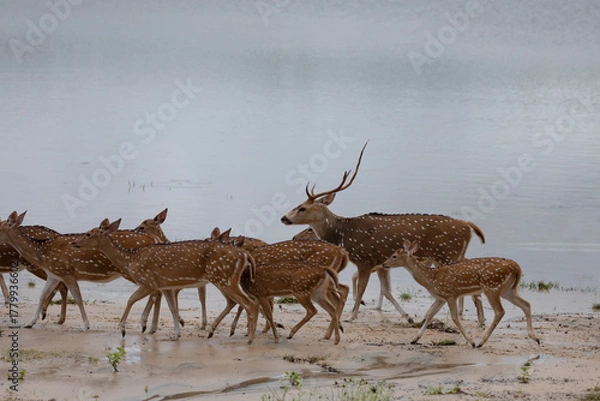 Fototapeta A spotted deer stag surrounded by its herd at the side of a lake.