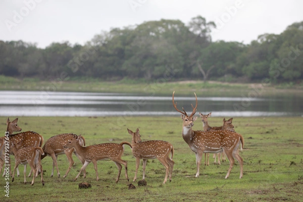 Fototapeta A spotted deer stag surrounded by its herd at the side of a lake.