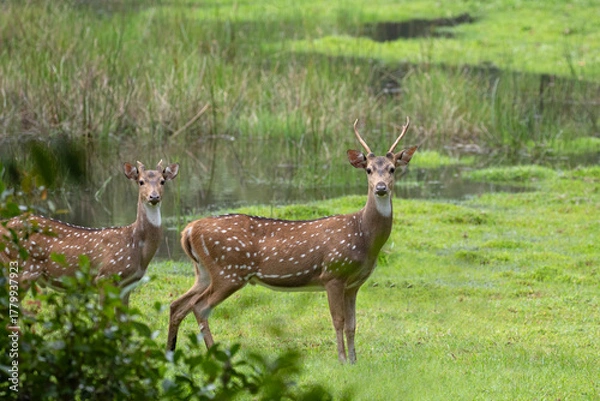 Fototapeta A pair of spotted deer with vibrant greenery in the background.