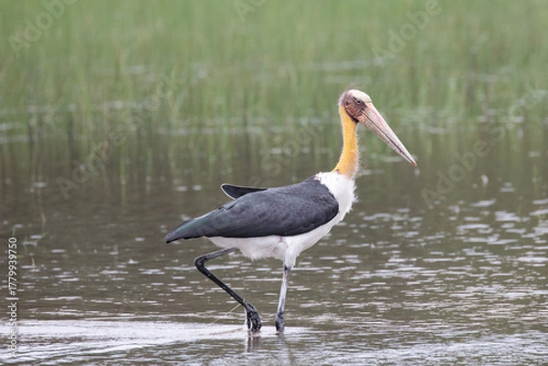 Fototapeta A lesser adjutant stork wading though a lake looking for small prey.