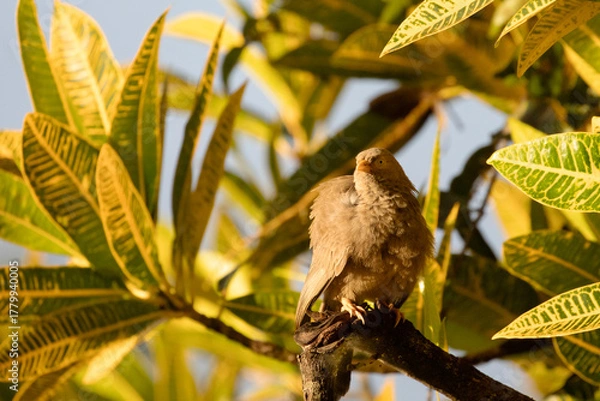 Fototapeta A yellow-billed babbler basking in the warm tropical sun.