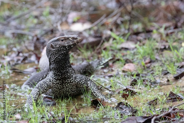 Fototapeta A young land monitor camouflageed in the muddy undergrowth.