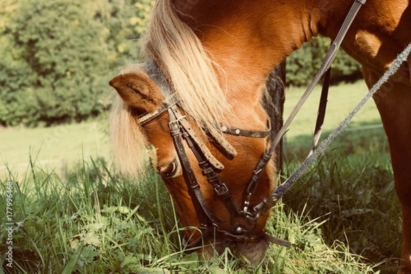 Fototapeta Pferdekopf
