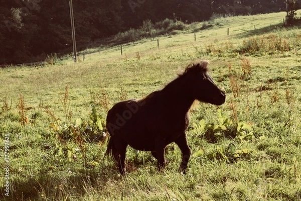Fototapeta Ponny