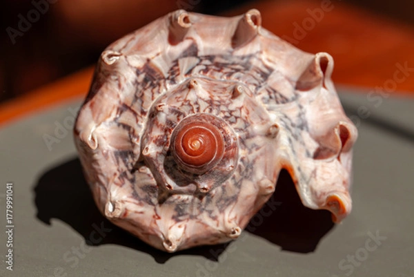 Obraz Spiral cone shell with reddish knobs and intricate texture on white background
