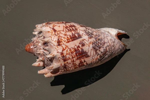 Obraz Glossy cone shell with zigzag pattern and spiny ridges on white background