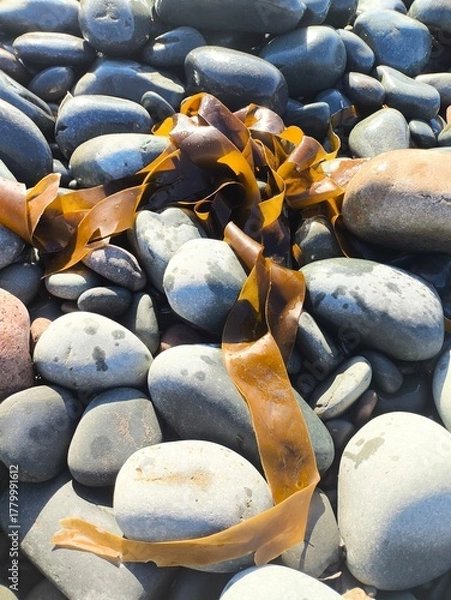 Obraz pebbles on the beach, seaweed, algae