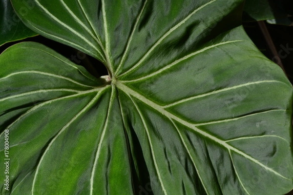 Fototapeta Green Leaf Veins