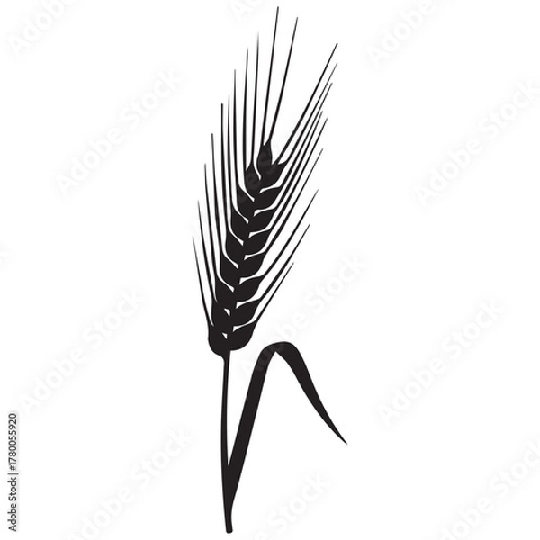 Fototapeta Stylized black and white illustration of a single wheat stalk