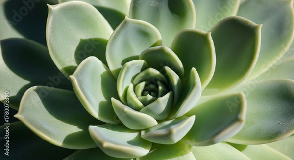 Fototapeta Close up macro shot of a beautiful green succulent plant with layered petals