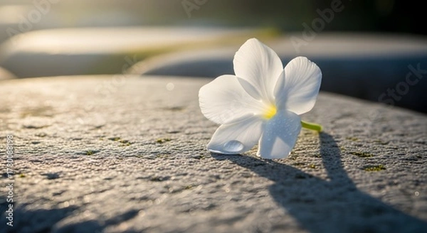 Obraz White flower tribute for humanity
