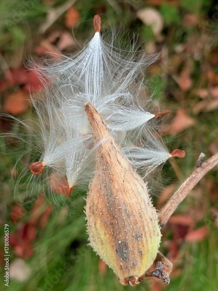 Fototapeta Milkweed bloom