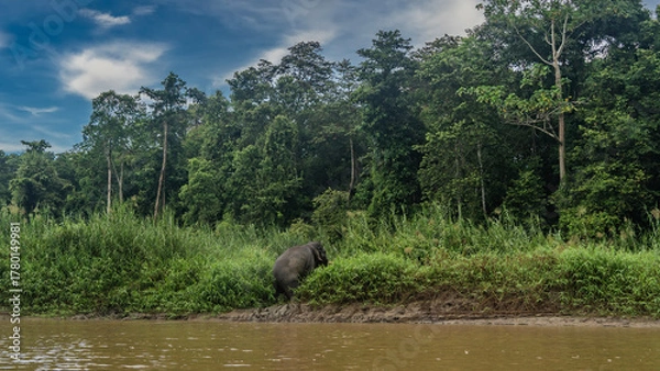 Fototapeta The pygmy elephant gets out of the river. The animal climbs along the clay shore. Lush tall green grass. Rainforest trees against a background of blue sky, clouds. Malaysia. Borneo. Kinabatangan River