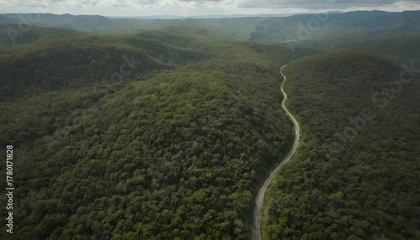 Fototapeta Winding Road Through Lush Green Forest - Aerial View