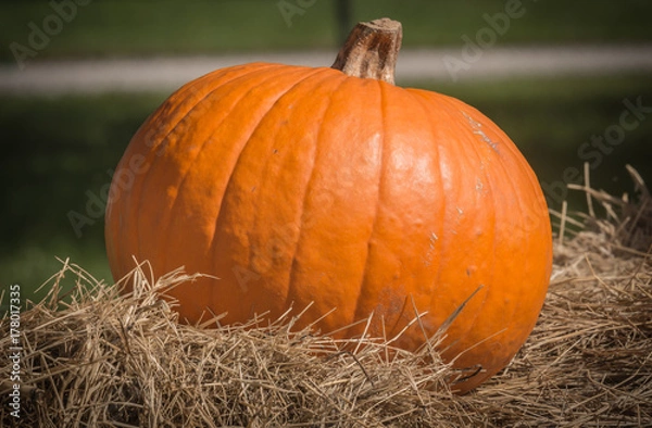 Fototapeta Pumpkin patch