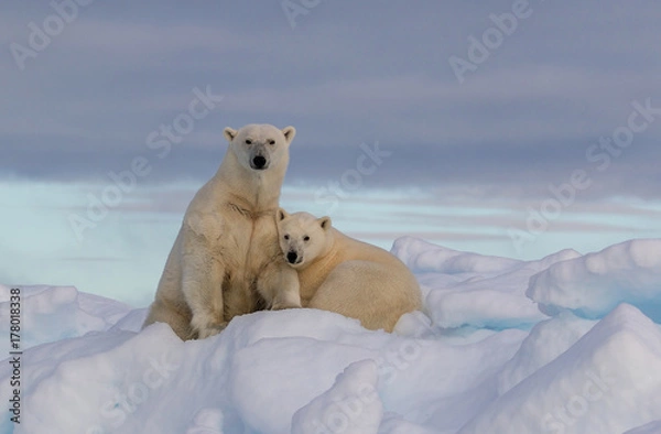 Obraz “Northern Comfort” -  A polar bear yearling cub snuggles in comfort with mother polar bear on a snow covered iceberg. The Seven Islands, Svalbard, the Arctic, Norway.
