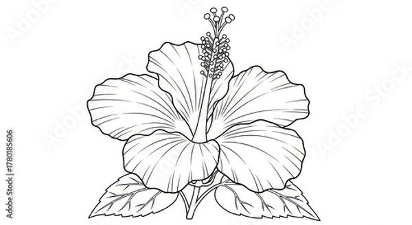 Fototapeta Hibiscus flower line art illustration single object floral design isolated