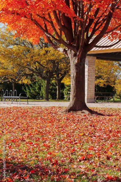 Obraz fall in the park