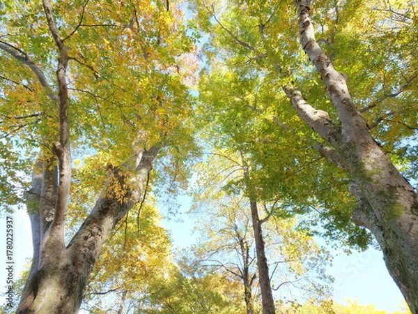 Obraz ケヤキとユリノキの紅葉を見上げる