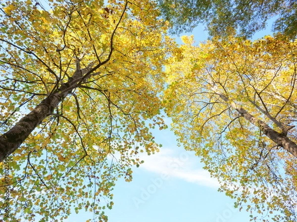 Obraz ユリノキの紅葉を見上げる