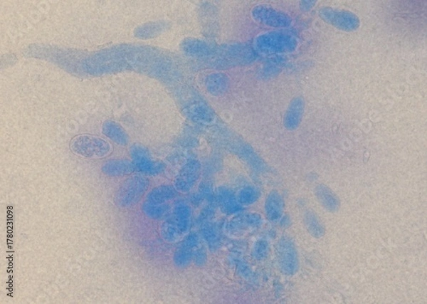 Fototapeta soil microorganisms under a microscope including amoeba, flagellates, nematodes, fungi, bacteria	
