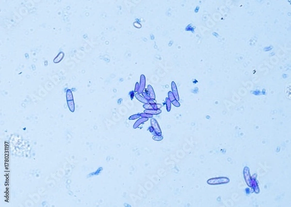 Fototapeta soil microorganisms under a microscope including amoeba, flagellates, nematodes, fungi, bacteria	
