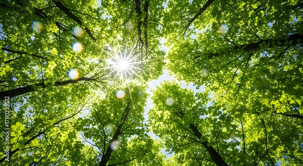Obraz Worm's Eye View Bright Sunlight Burst Through Green Forest Canopy Nature