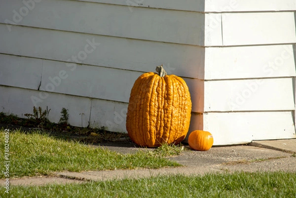 Fototapeta Pumpkins on a sunny day in autumn