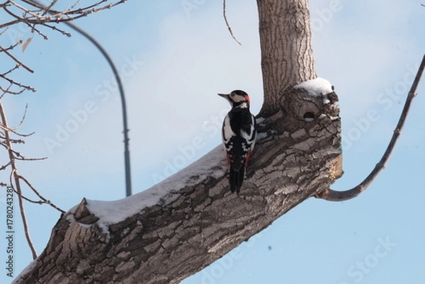 Obraz bird on a tree