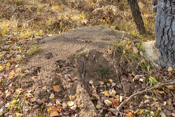 Fototapeta An anthill in a Michigan forest during autumn