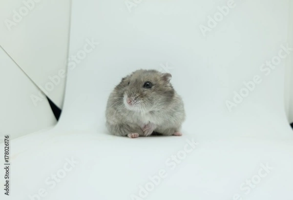 Obraz Close-up of a little winter white hamster with white background, selective focus