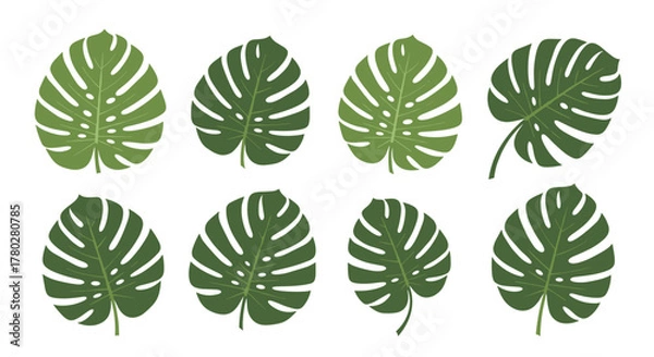 Fototapeta An array of stylized Monstera leaves in different shades of green, featuring their distinctive perforations and shapes, isolated on white.