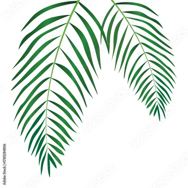 Obraz decorative coconut leaf element vector design template